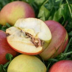 Madex® Apfelwicklerfrei, 100 Ml - ZL-Nr.: 00A280-00