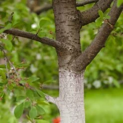 Stammanstrich, 150 G