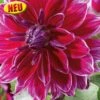 Blumenzwiebel, Dahlie Schmuck Mero