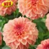 Blumenzwiebel, Dahlie Schmuck Sebastian