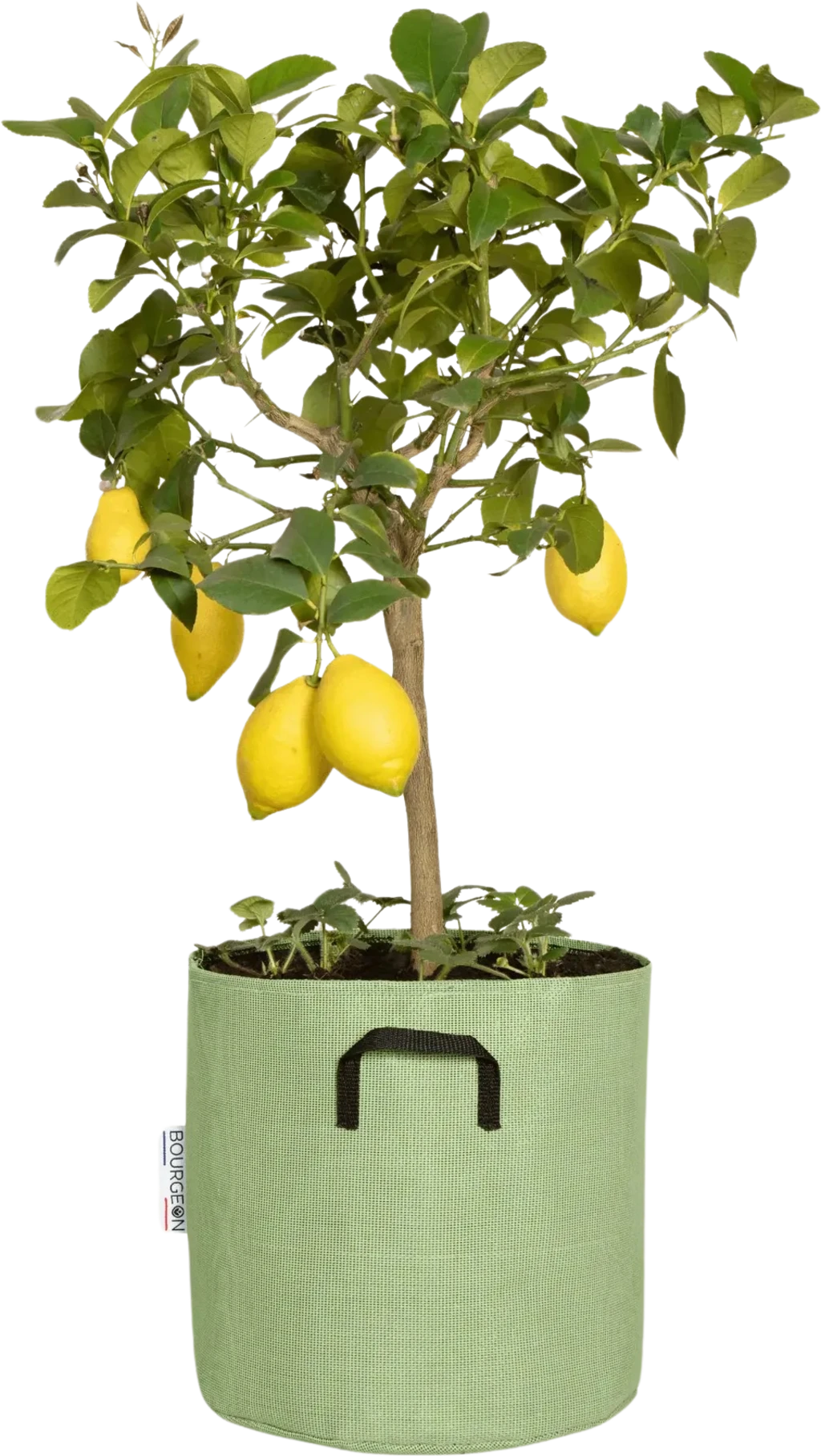 Pflanztasche Aus Geotextil ∅ 30 Cm, Grün – Bild 2