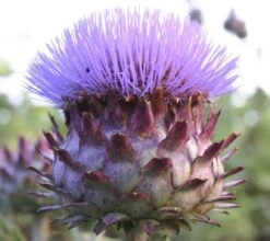 Artischocke "Kardone", 2 G