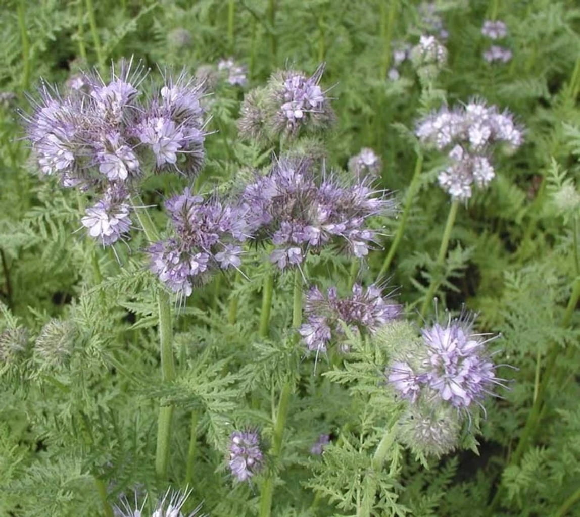 Phacelia, 50 G – Bild 2