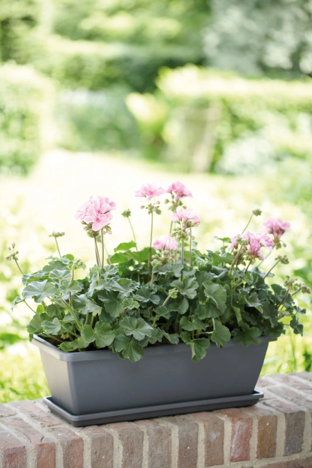 Elho Barcelona Balkonkasten 70 Cm, Anthrazit – Bild 5