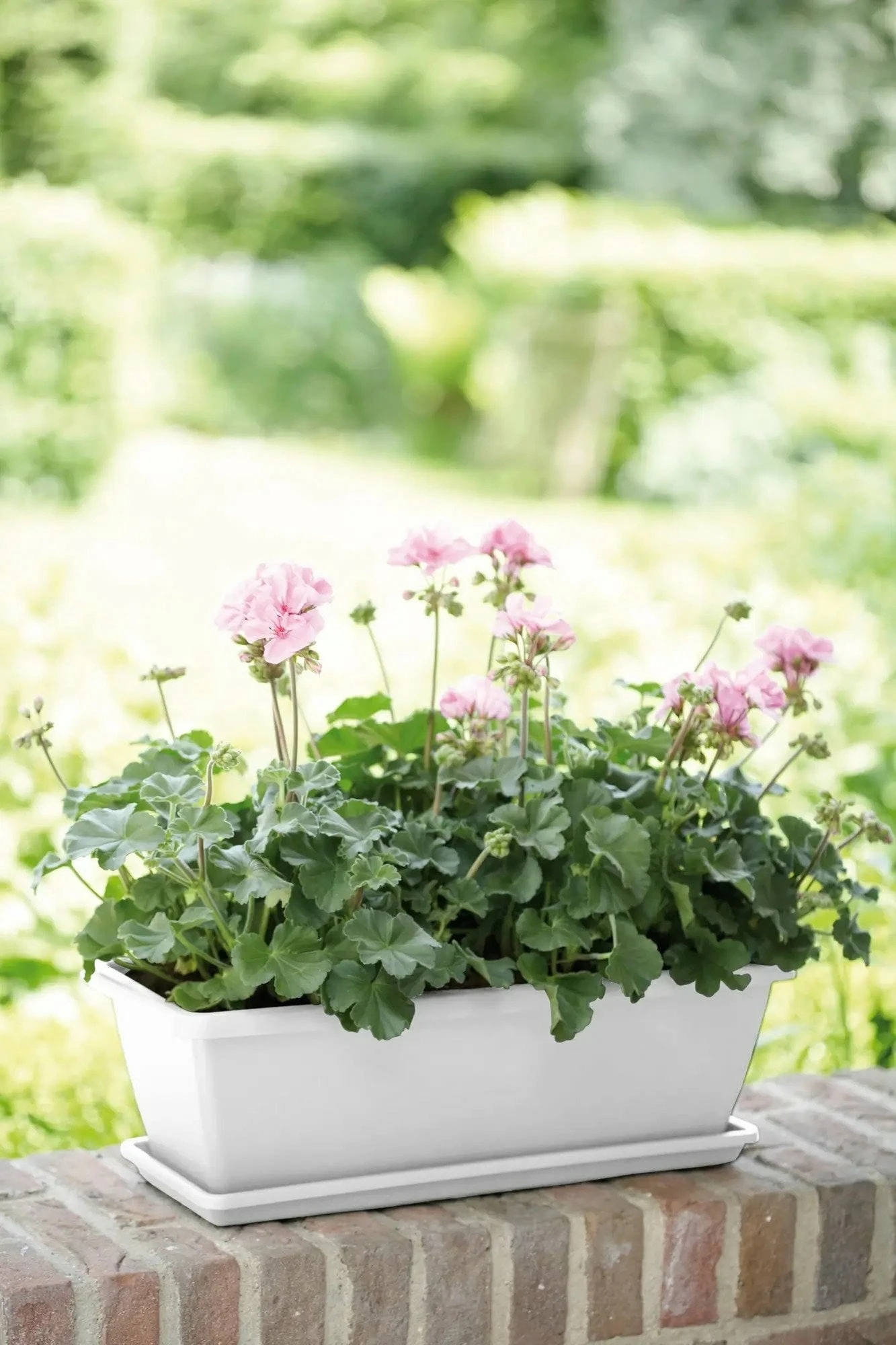 Elho Barcelona Balkonkasten Untersetzer 40 Cm, Weiss – Bild 5