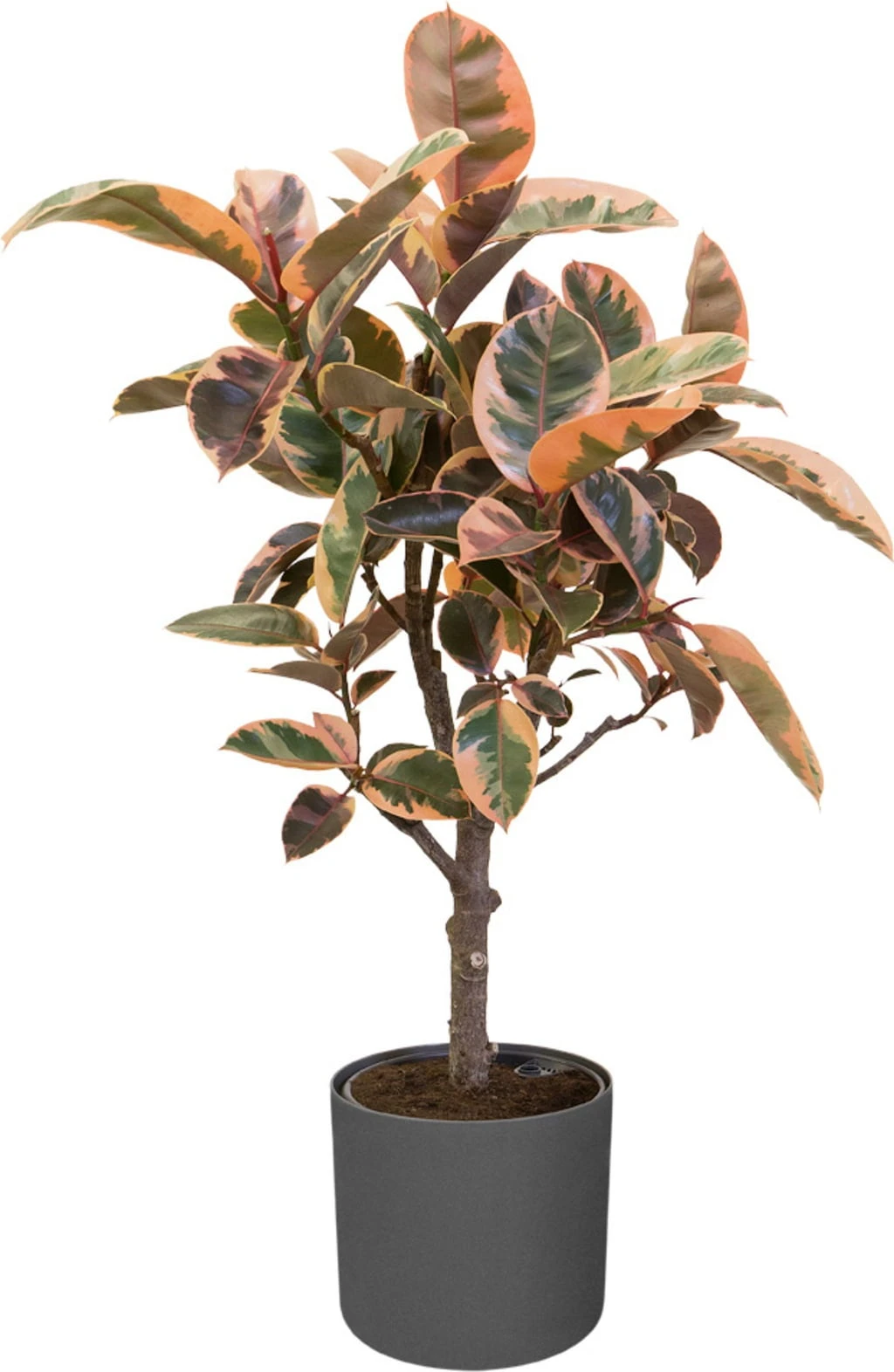 Elho B.for Soft Rund Anthrazit, Ø 22 Cm – Bild 2