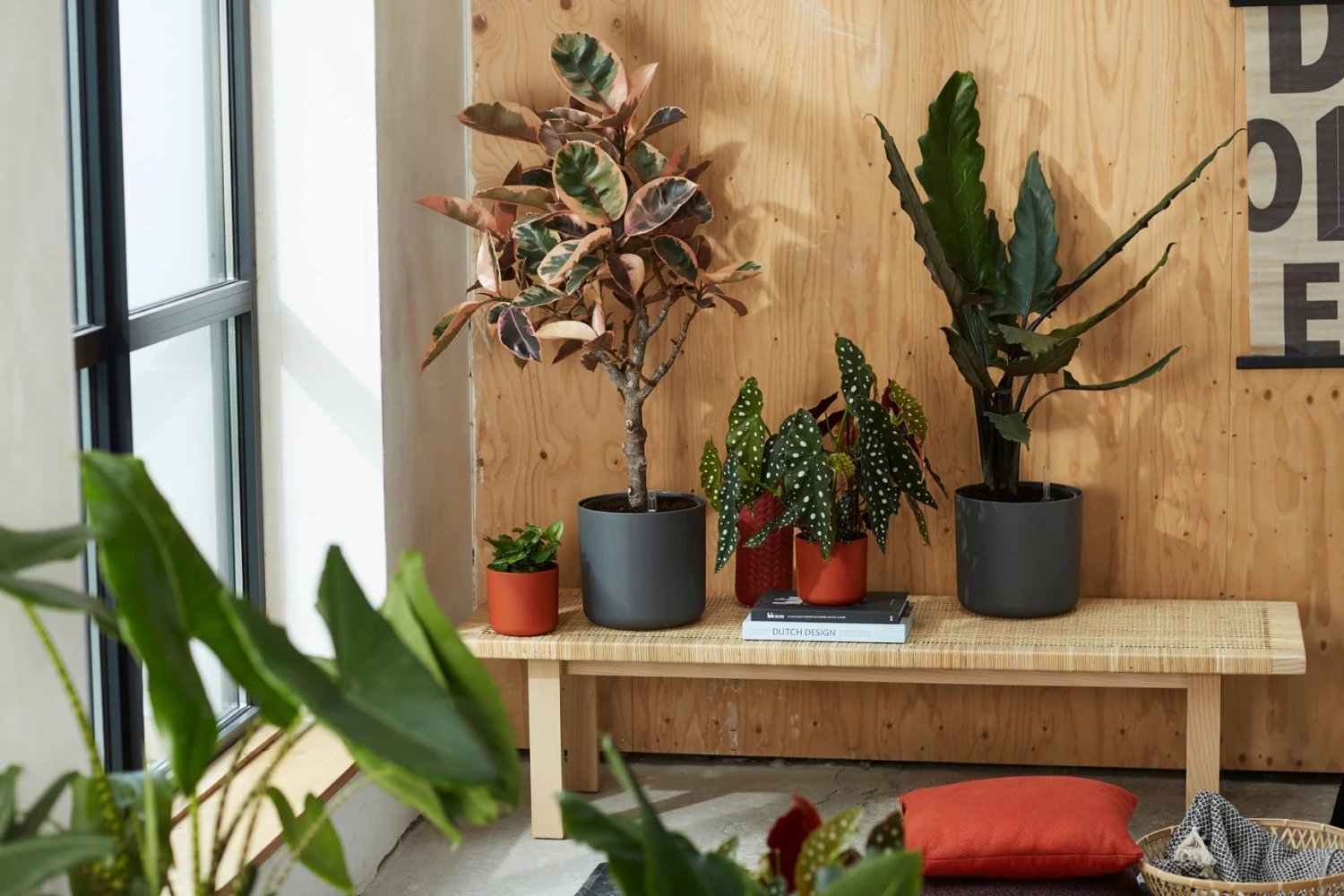 Elho B.for Soft Rund Anthrazit, Ø 22 Cm