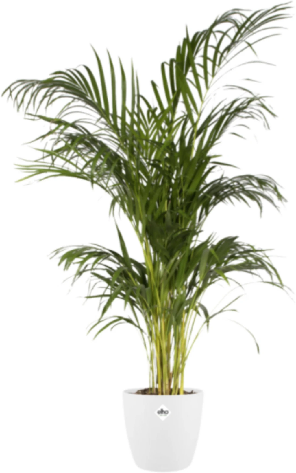 Elho Brussels Rund 14 Cm, Weiß – Bild 8