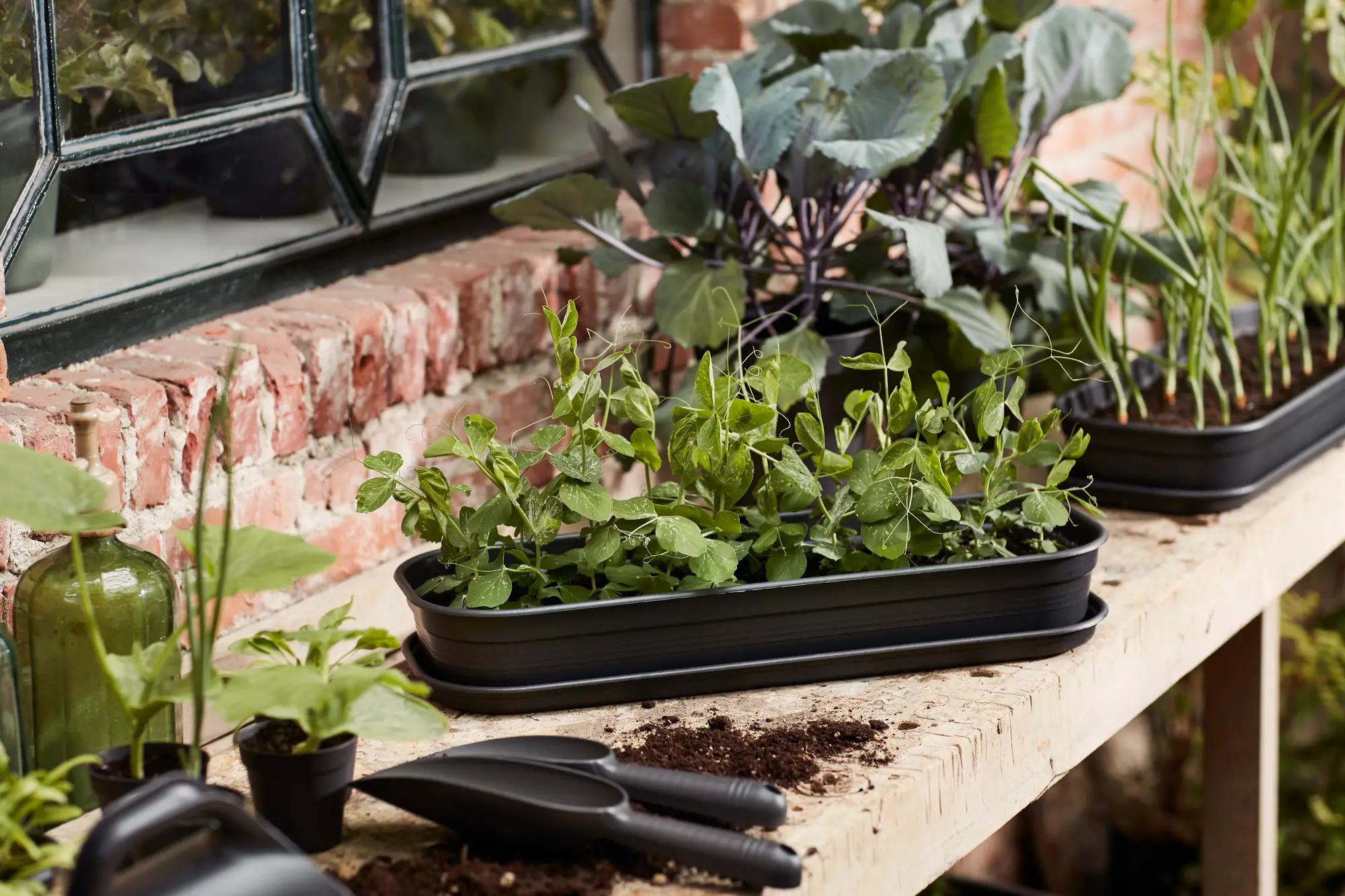 Elho Green Basics Anzucht-Set - Schwarz – Bild 16