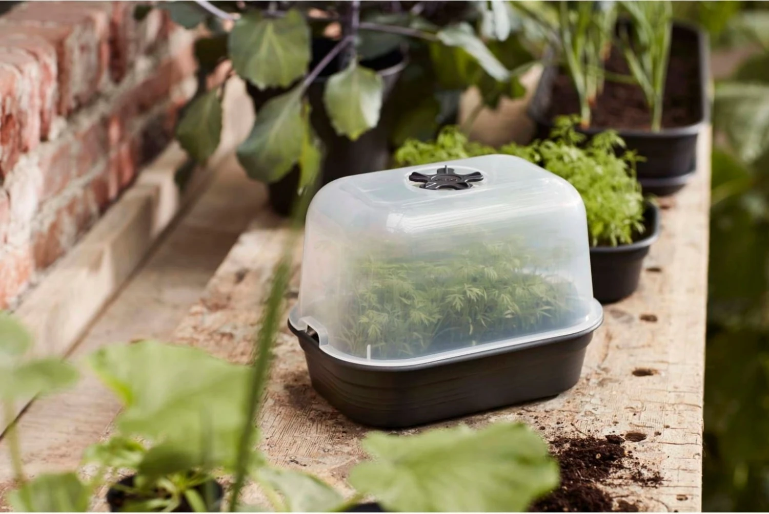 Elho Green Basics Anzuchtschale M, Lebhaft Schwarz – Bild 2