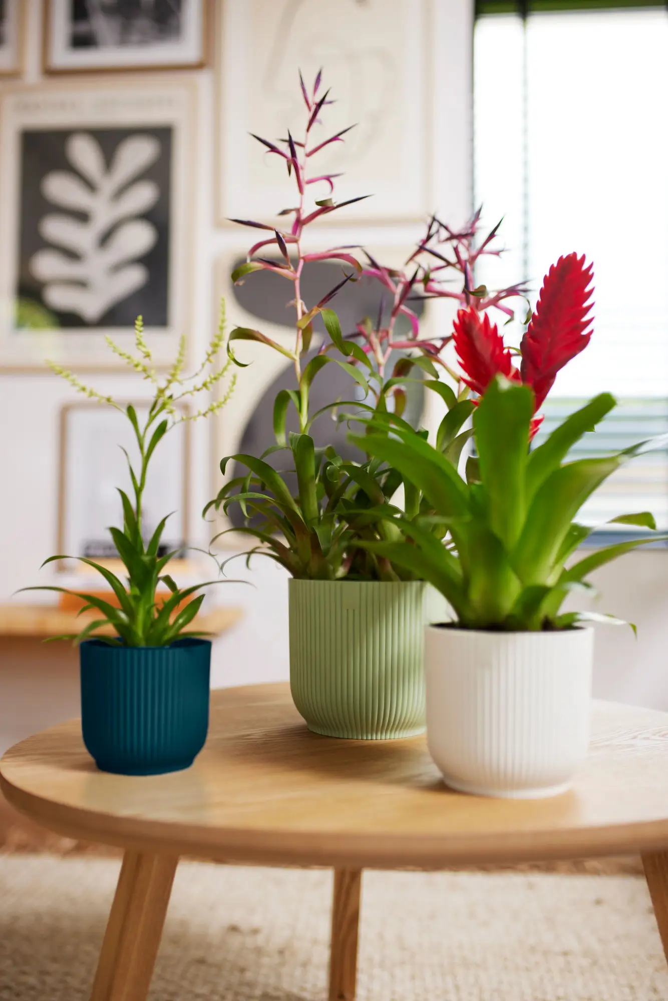 Elho Vibes Fold Rund 16 Cm, Sorbet Grün – Bild 8