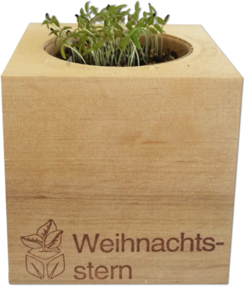 Ecocube "Weihnachtsstern" – Bild 2