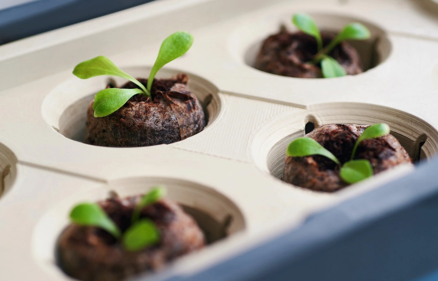 Kokos-Quelltöpfe – Bild 2