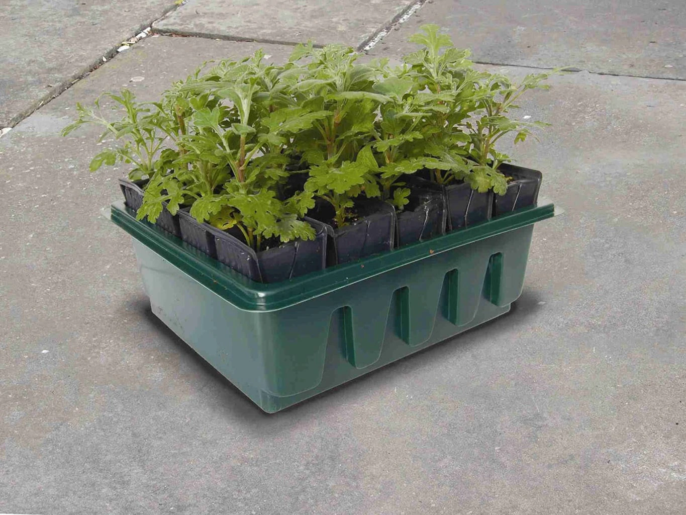 Anzuchtschale "Compact Rootrainers" – Bild 3