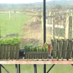 Anzuchtschale "Deep Rootrainers"