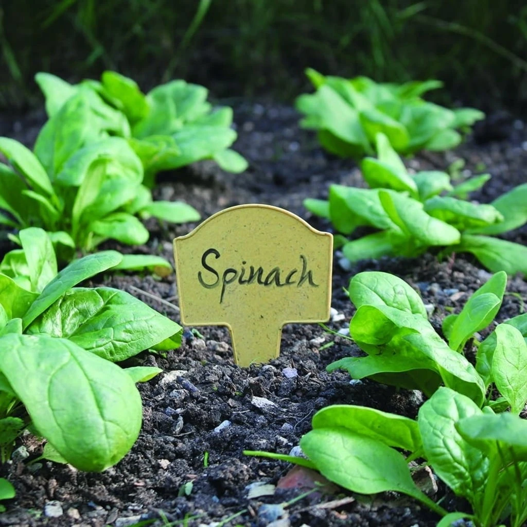 Bambus-Pflanzschilder – Bild 4