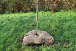 Kompostsäcke, 3 Stück