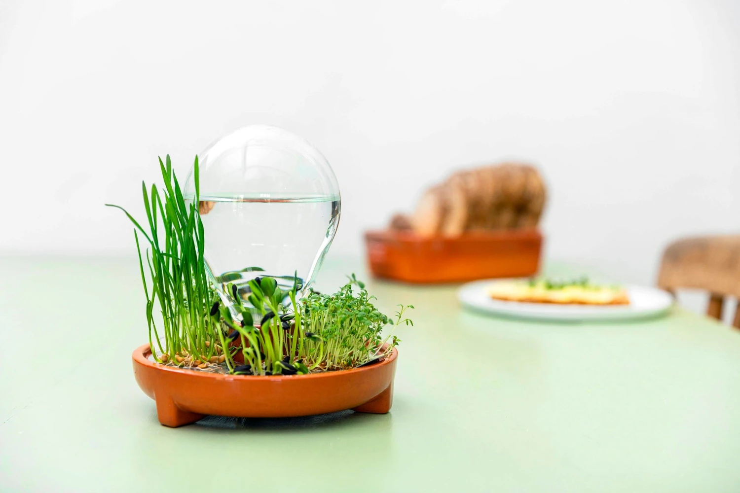 "Patella Crescenda" - Natürliches Keimset – Bild 12