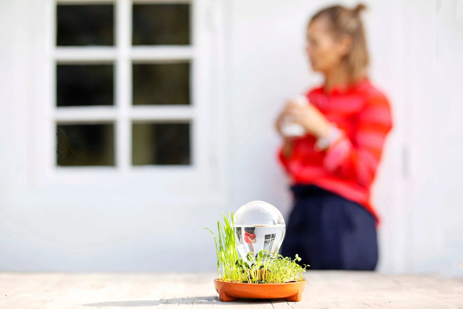 "Patella Crescenda" - Natürliches Keimset – Bild 4