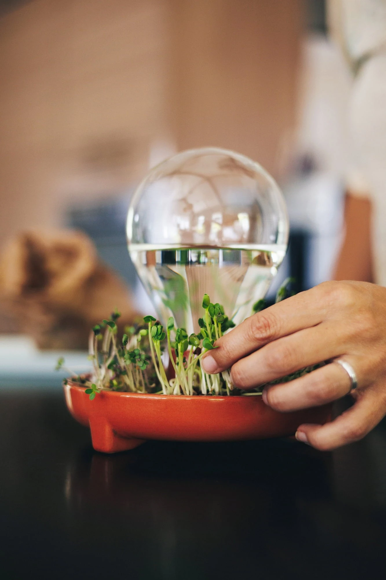 "Patella Crescenda" - Natürliches Keimset – Bild 13