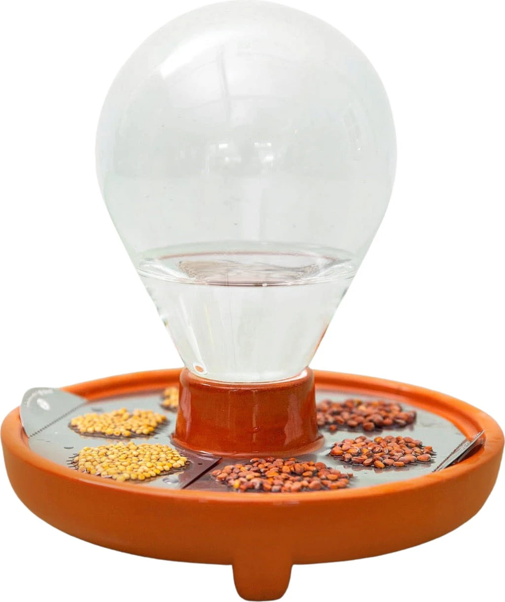 "Patella Crescenda" - Natürliches Keimset – Bild 15