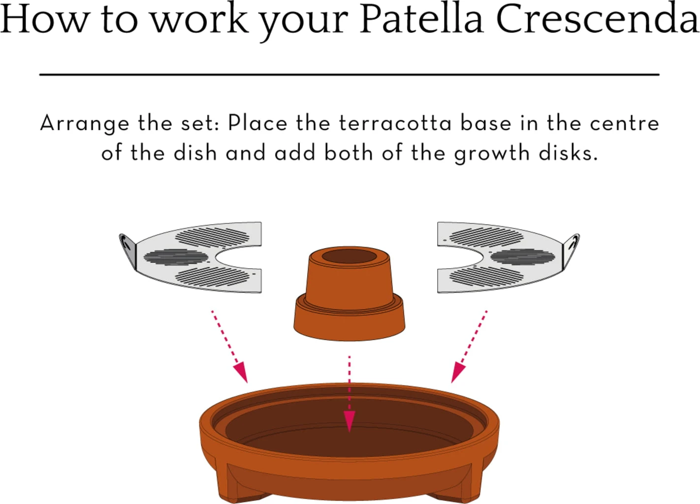 "Patella Crescenda" - Natürliches Keimset – Bild 10