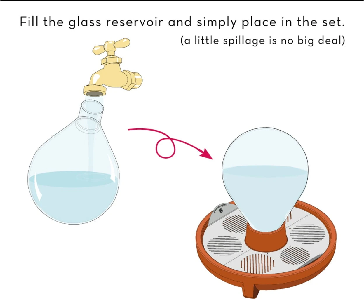 "Patella Crescenda" - Natürliches Keimset – Bild 5