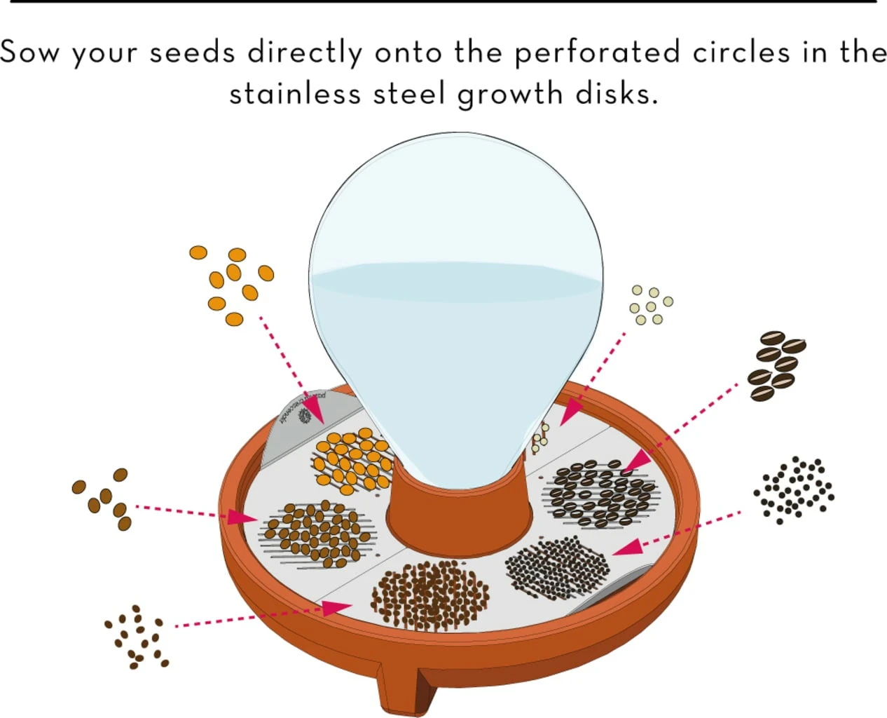 "Patella Crescenda" - Natürliches Keimset – Bild 17