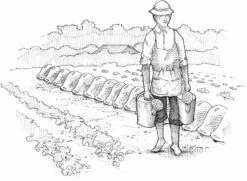 Bio-Gemüse Erfolgreich Direktvermarkten