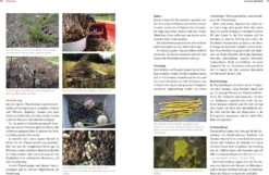 Bio-Schnittblumen Aus Dem Eigenen Garten