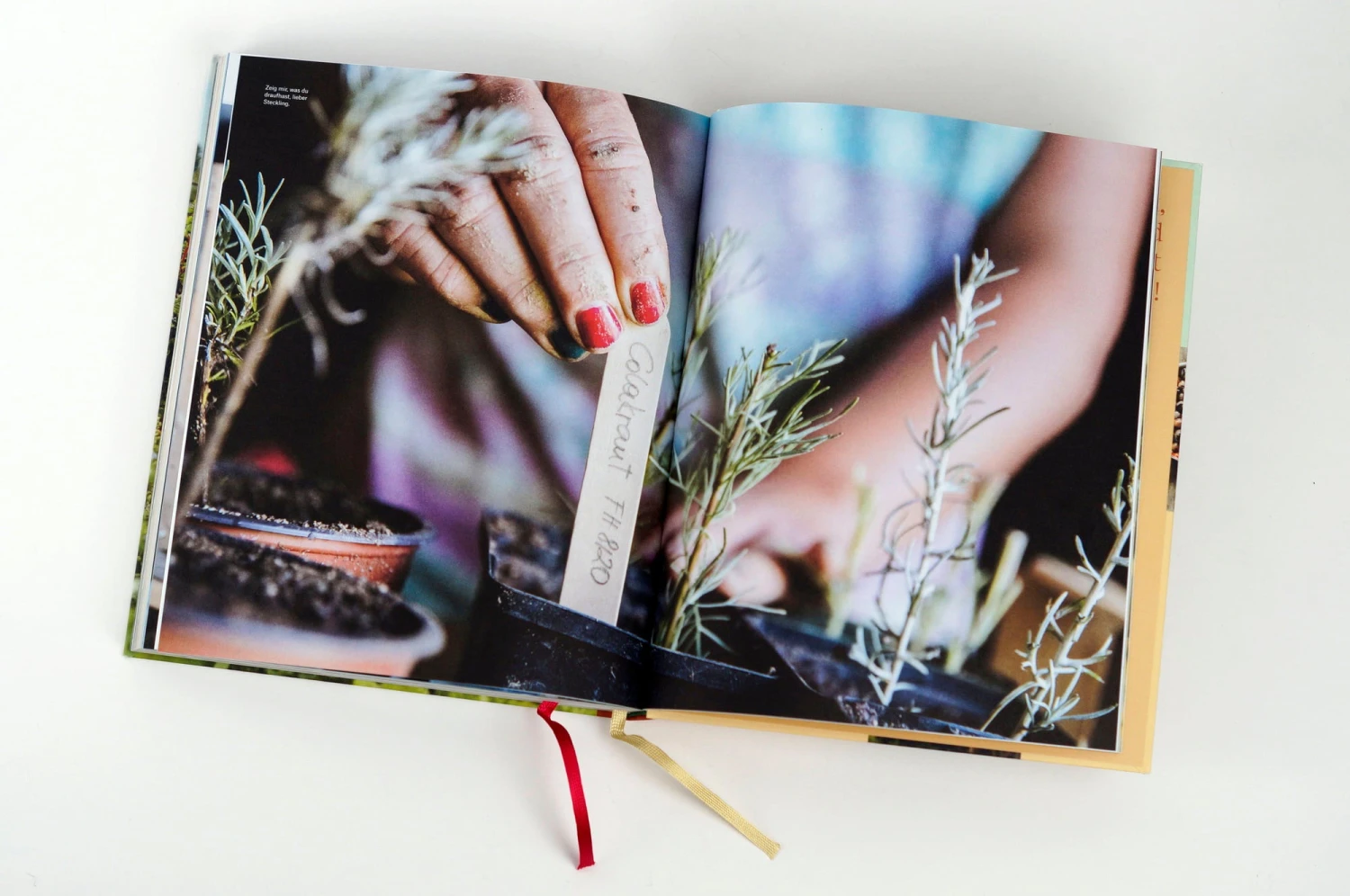 Wie Du Dein Eigenes Saatgut Gewinnst – Bild 7