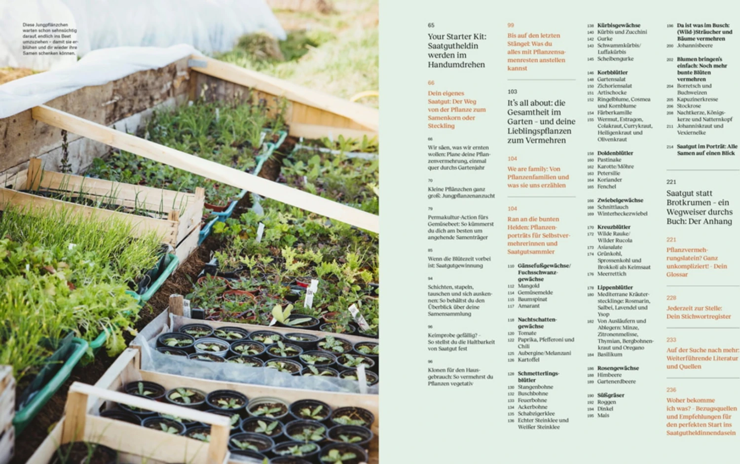 Wie Du Dein Eigenes Saatgut Gewinnst – Bild 10