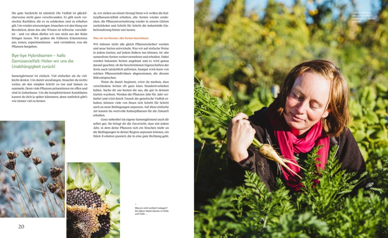 Wie Du Dein Eigenes Saatgut Gewinnst – Bild 3
