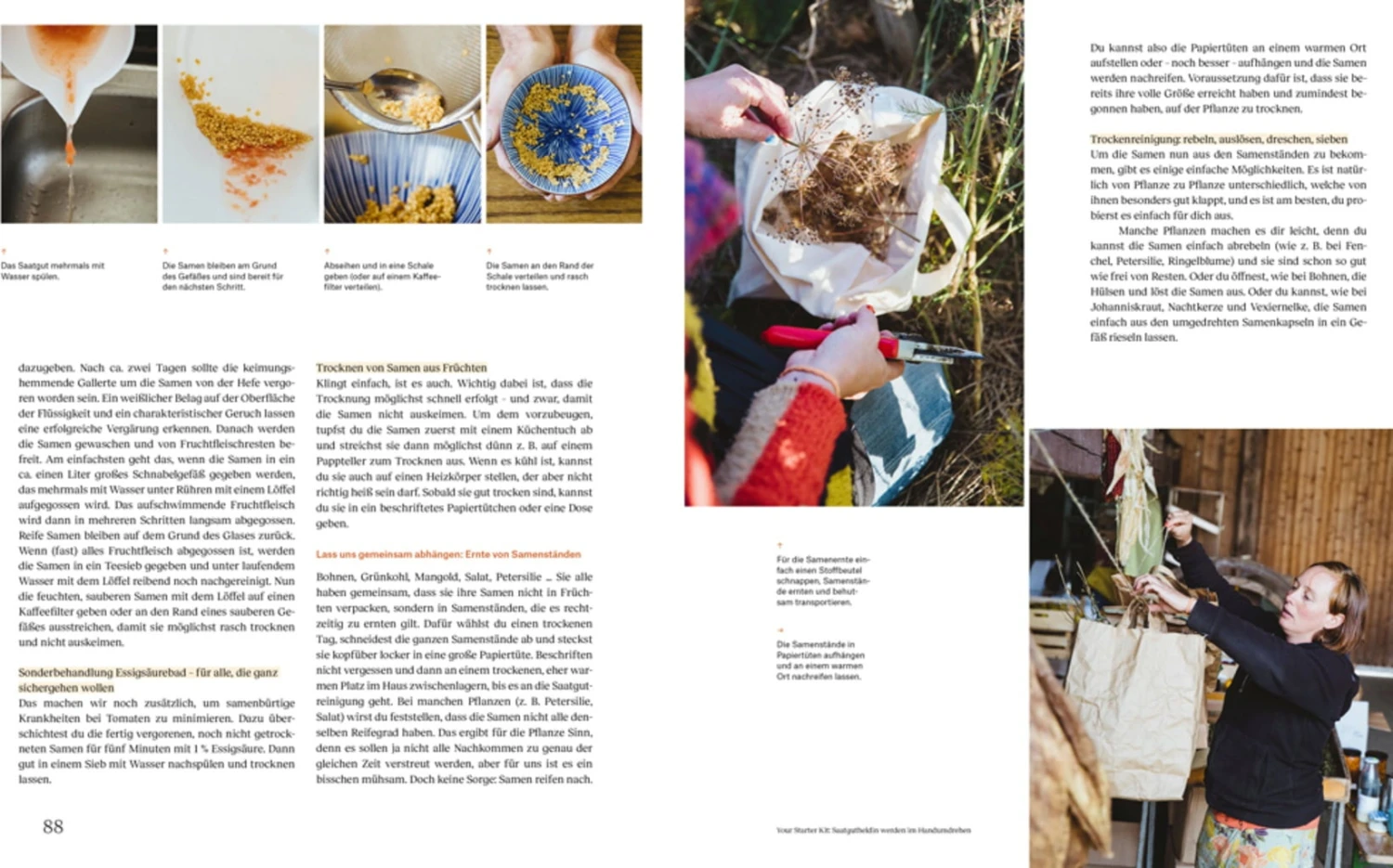 Wie Du Dein Eigenes Saatgut Gewinnst – Bild 8