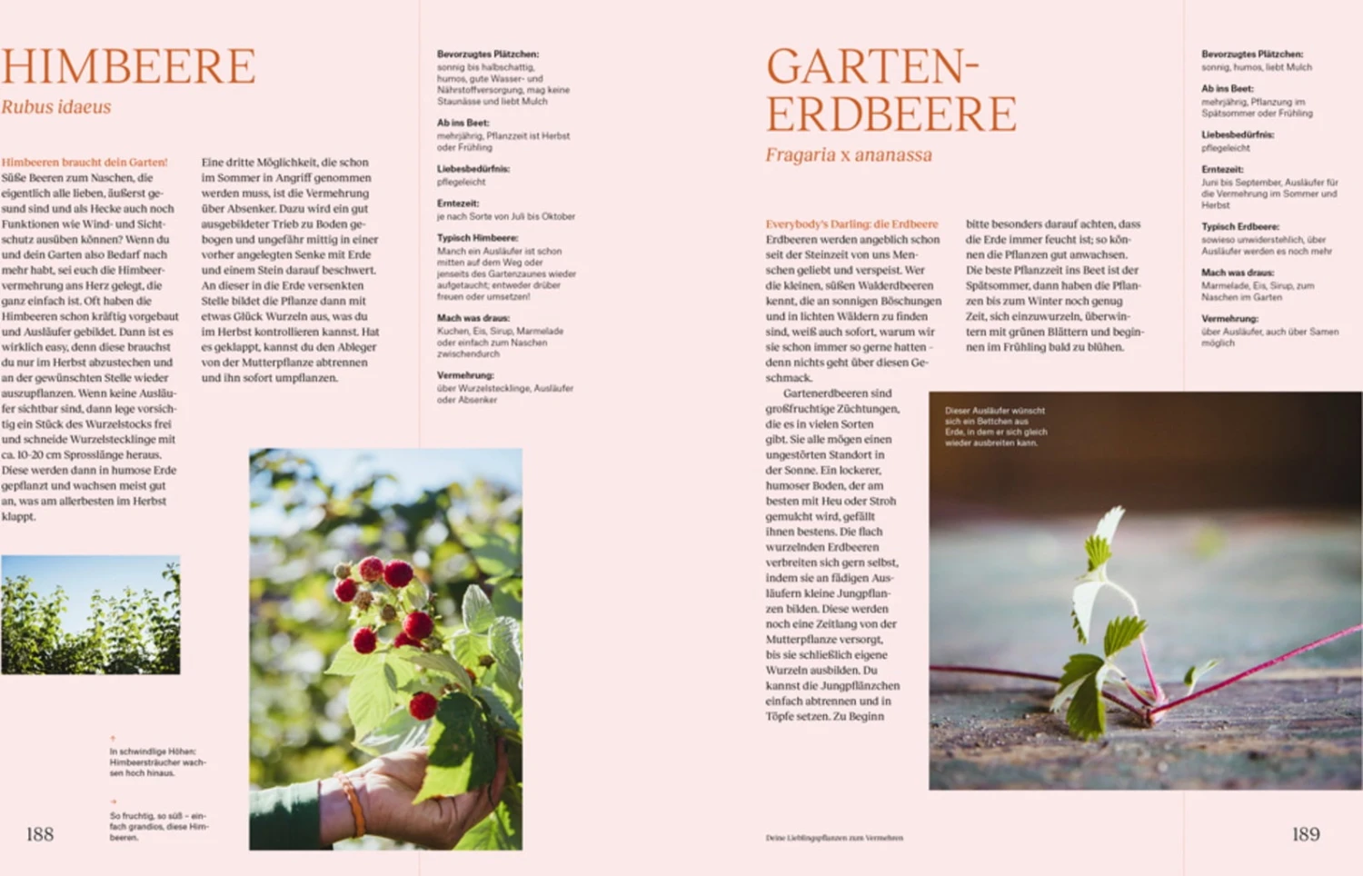 Wie Du Dein Eigenes Saatgut Gewinnst – Bild 4