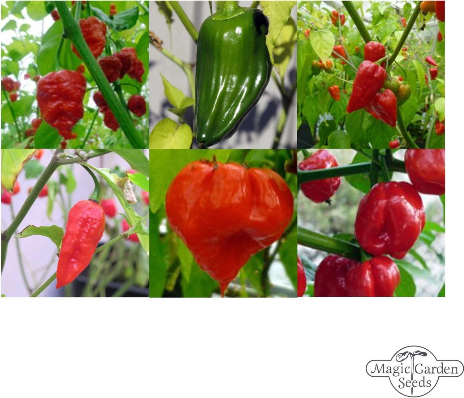 Die Schärfsten Chilisorten Der Welt - Samenset, Geschenkset