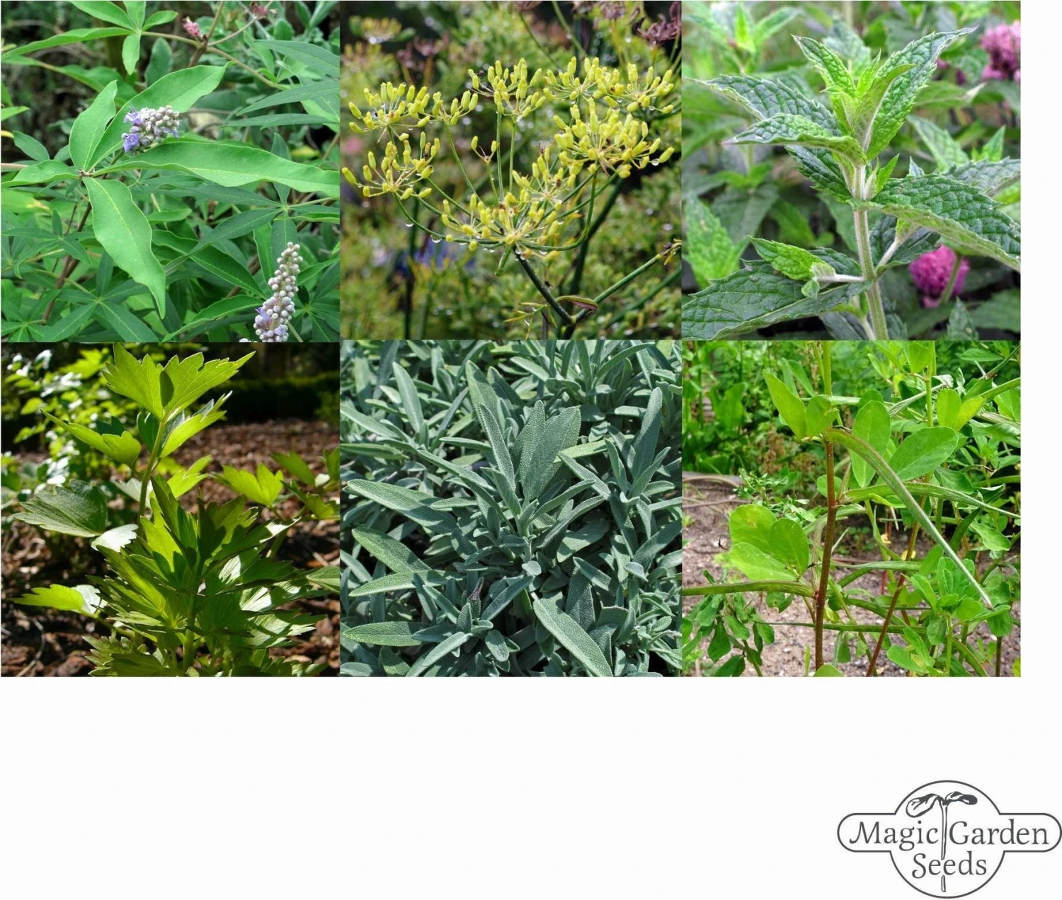 Hildegard Von Bingen: Klostergarten - Samenset – Bild 7