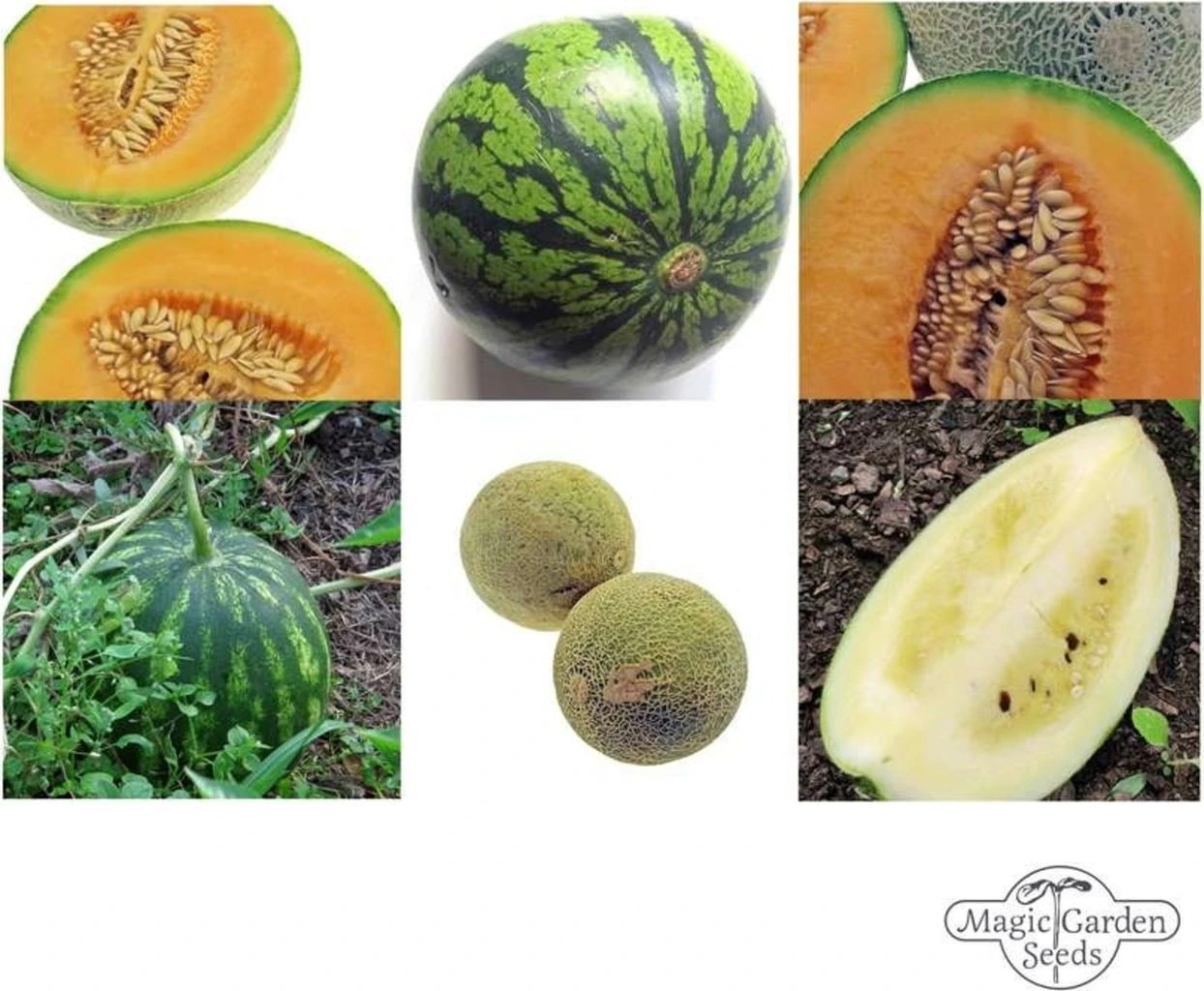 Robuste Melonen - Samenset