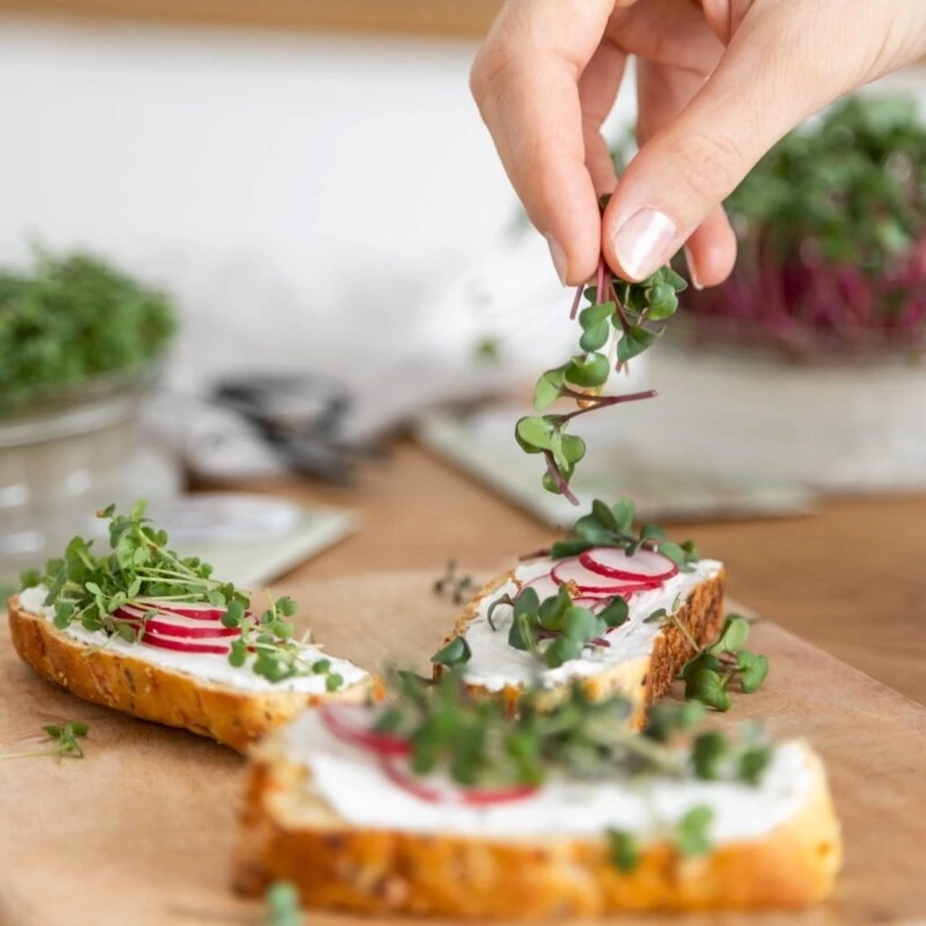 Bio Microgreens 8er Set – Bild 4