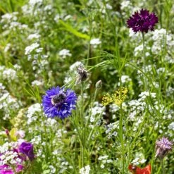 Blumenmischung "Bienenwiese"
