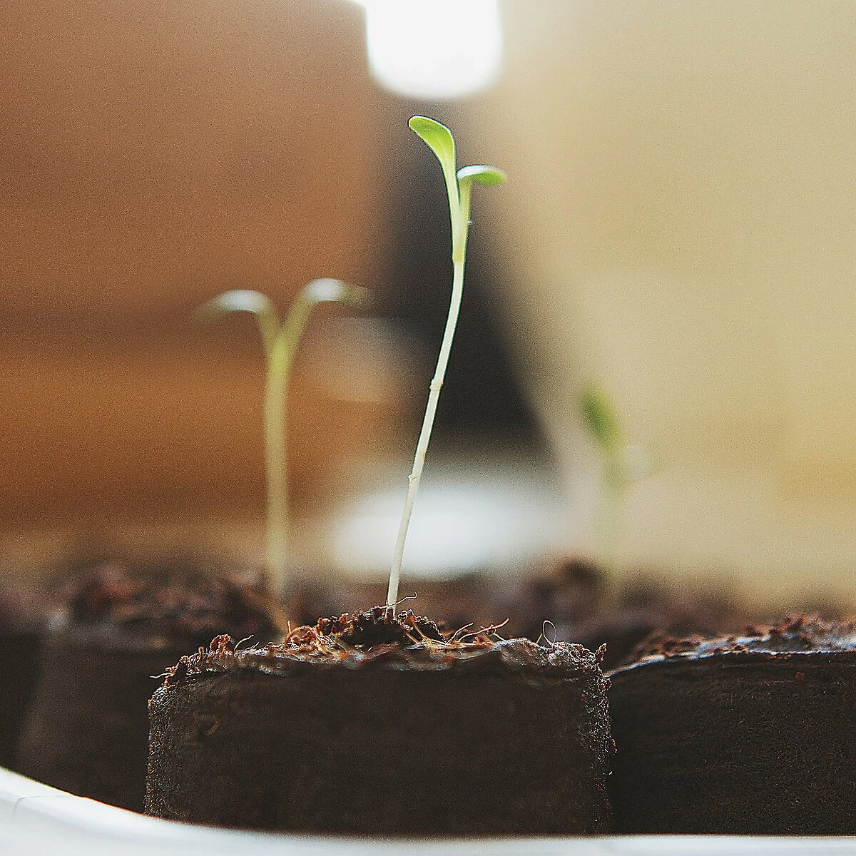 Kokos Quelltabletten, 36 Stück – Bild 6