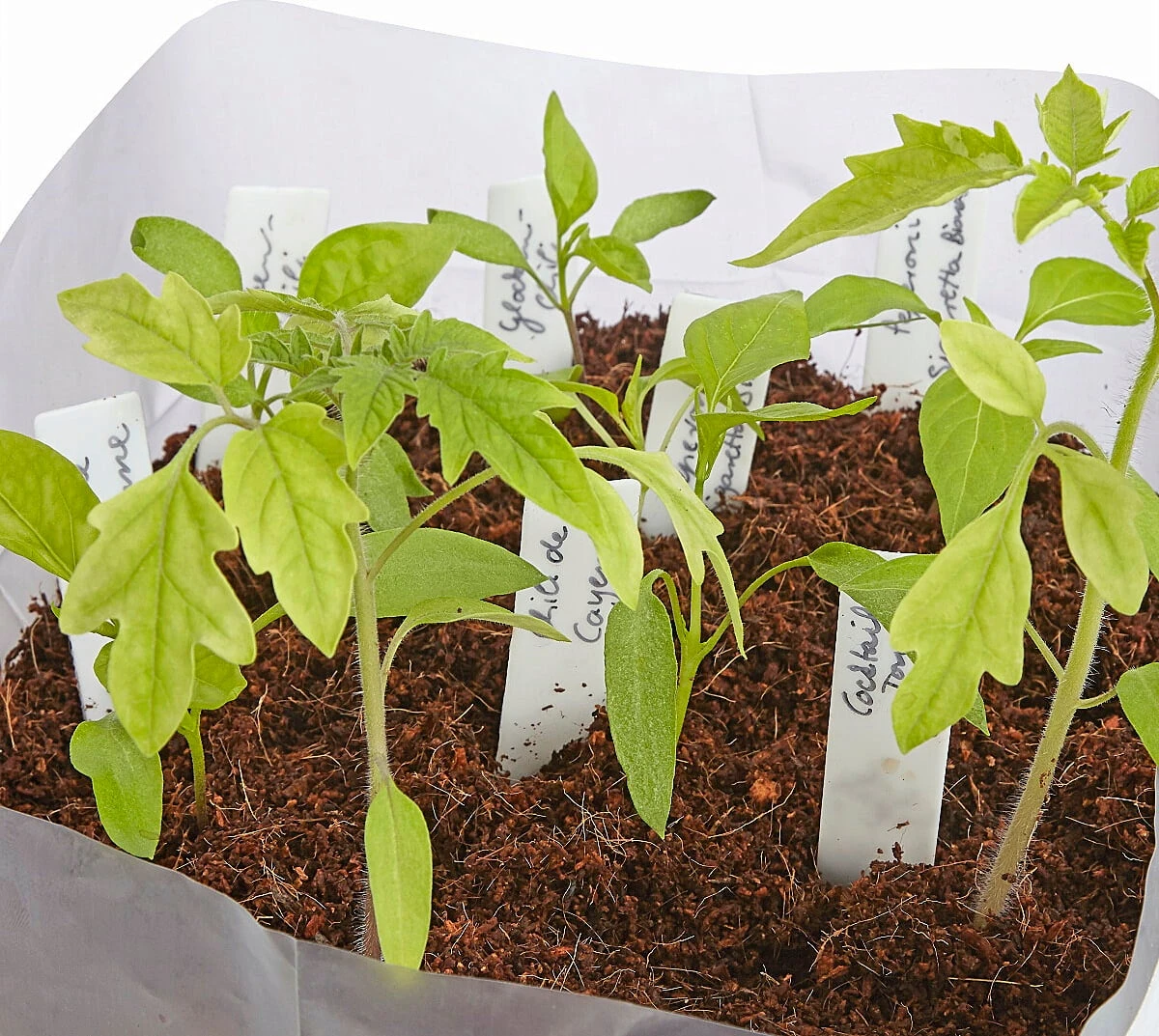 Kokoserde Quellblock 3 L – Bild 3