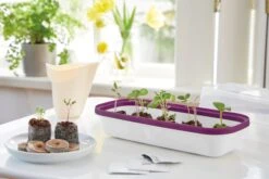 Anzuchtschale M BOQUBE Weiß-Pflaume