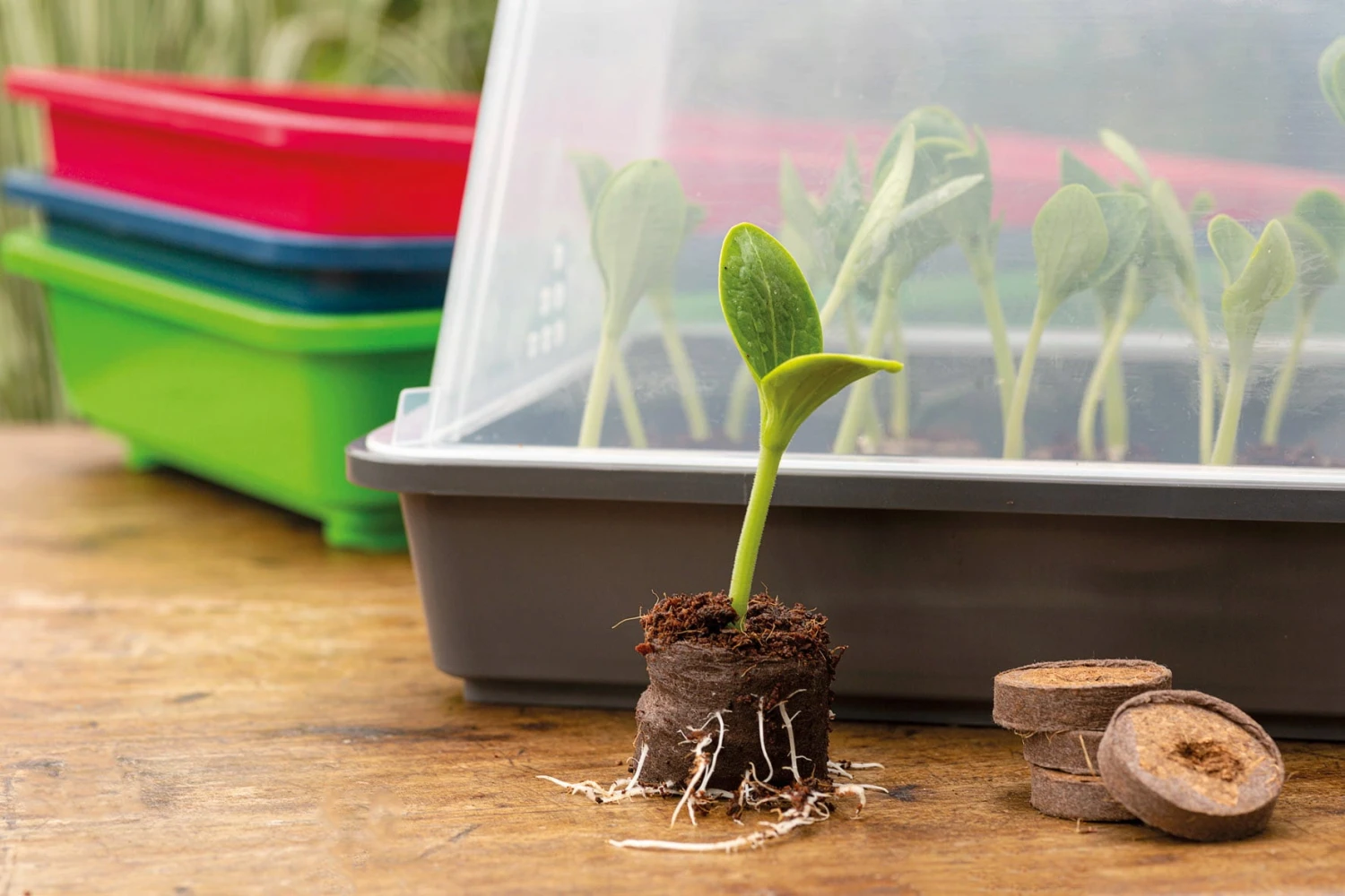 Classic Gewächshaus M – Bild 4