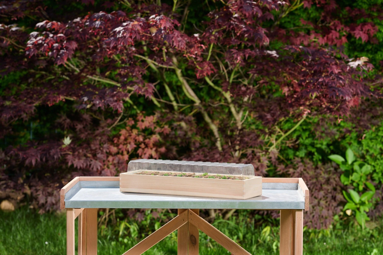 Holz-Anzuchthaus, L – Bild 3