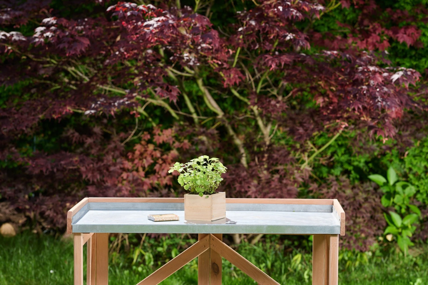 Holz-Anzuchtkasten Inkl. Erde, 11 X 11 X 9 Cm – Bild 2