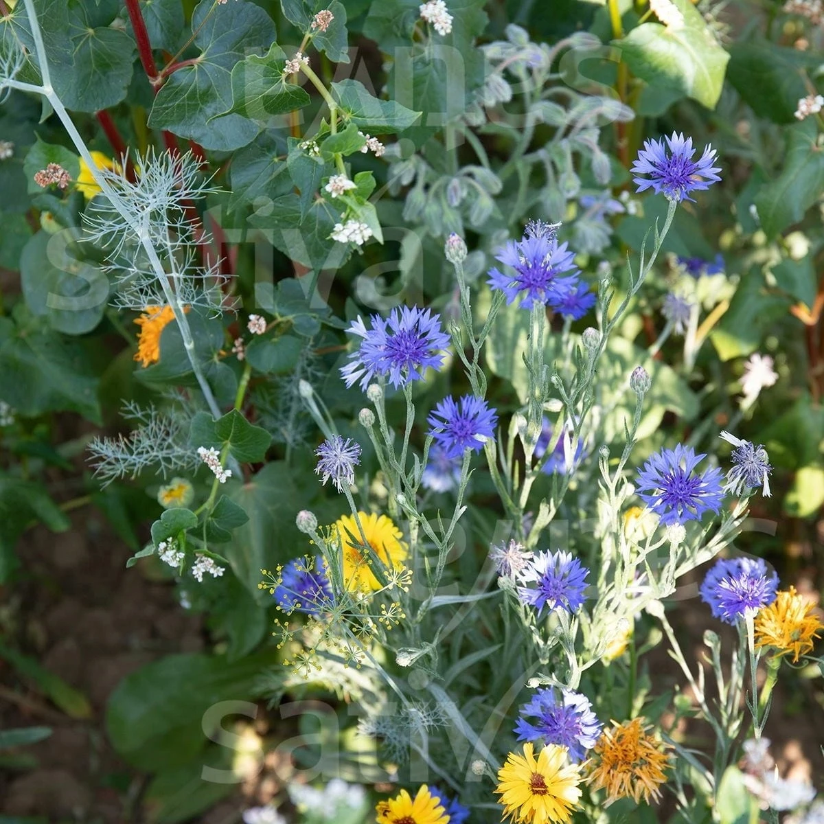 Bio Gründüngung "Bienenweide Mellifera" – Bild 2