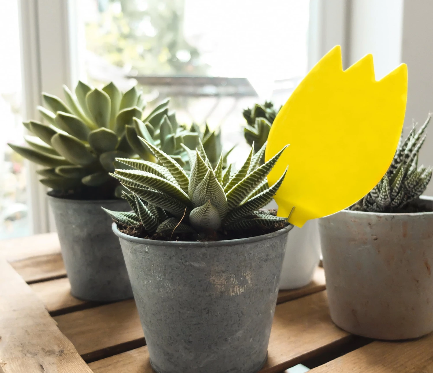 Bio Gelbstecker – Bild 2