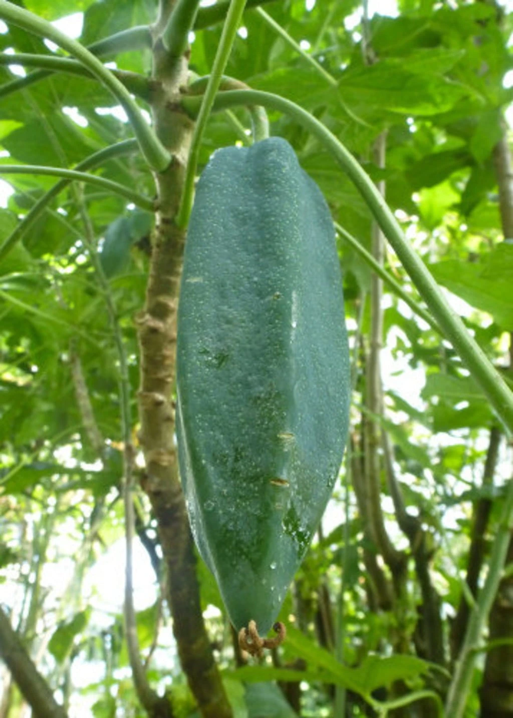 Berg-Papaya, 10 Korn – Bild 2