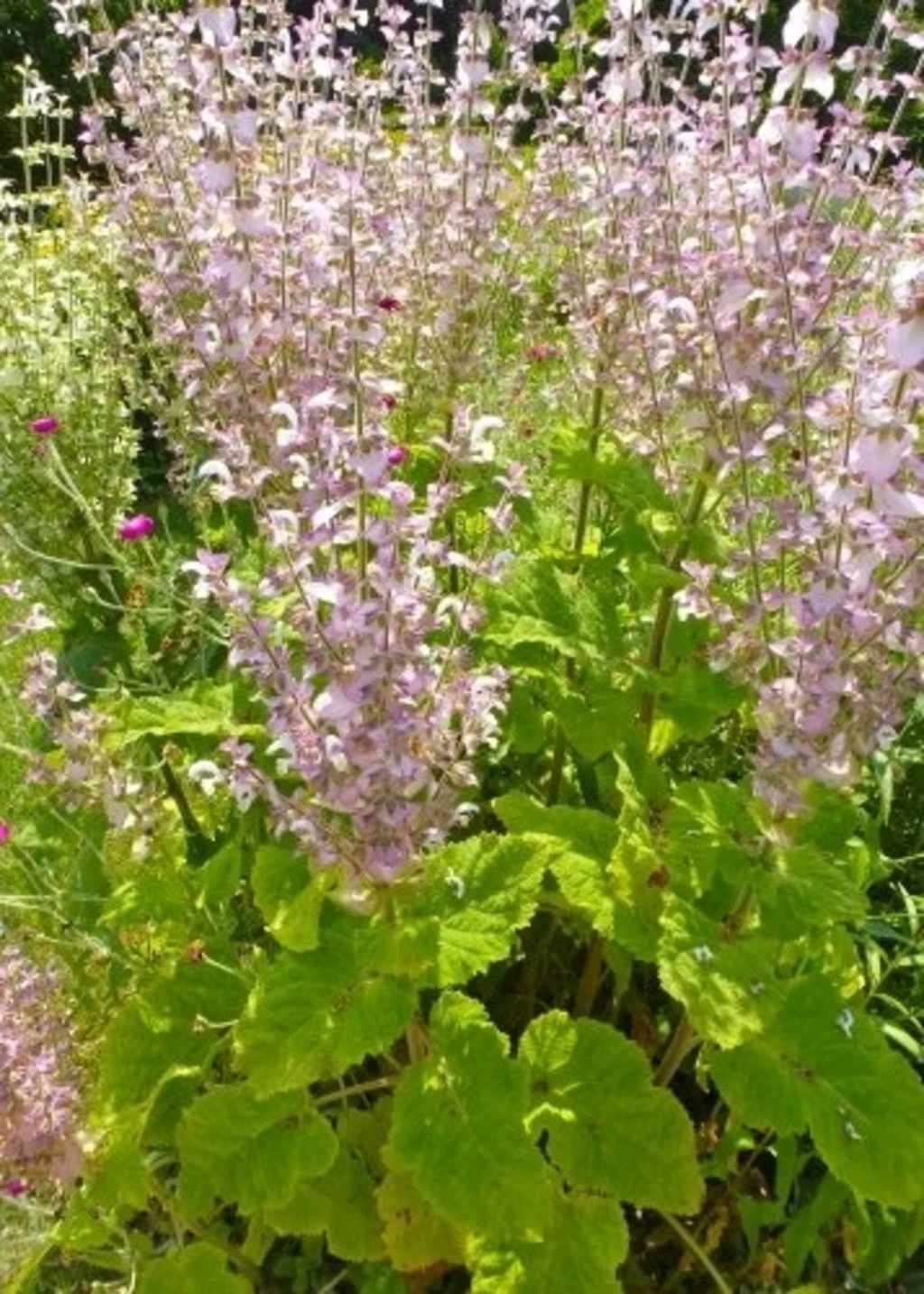 Muskateller-Salbei, 200 Korn